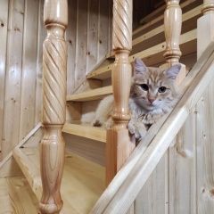 Подробнее об объявлении «Ступино Пропал кот» Фото: пропала кошка  «Ступино Пропал кот» в г. Ступино
