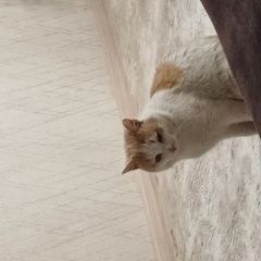 Подробнее об объявлении «Минусинск Пропал кот по имени мурзей» Фото: пропала кошка  «Минусинск Пропал кот по имени мурзей» в г. Минусинск