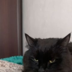 Подробнее об объявлении «Красногорск Пропал кот черный кот тоффи 3 года» Фото: пропала кошка  «Красногорск Пропал кот черный кот тоффи 3 года» в г. Красногорск
