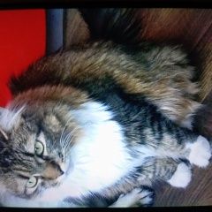 Подробнее об объявлении «Пропала кошка молли. 3 года. помогите найти. Минск» Фото: пропала кошка  «Пропала кошка молли. 3 года. помогите найти. Минск» в г. Минск