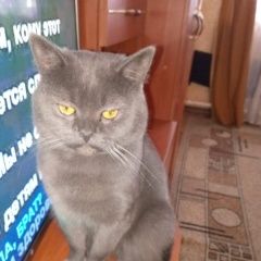 Подробнее об объявлении «Брянск Пропал кот» Фото: пропала кошка Скоттиш страйт (шотландская прямоухая) «Брянск Пропал кот» в г. Брянск