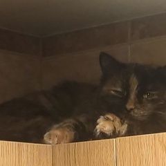 Подробнее об объявлении «Красногорск Пропала кошка» Фото: пропала кошка  «Красногорск Пропала кошка» в г. Красногорск