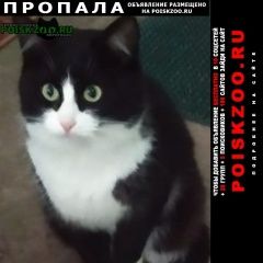 Подробнее об объявлении «Кашин Пропал кот нужна помощь» Фото: пропала кошка  «Кашин Пропал кот нужна помощь» в г. Кашин