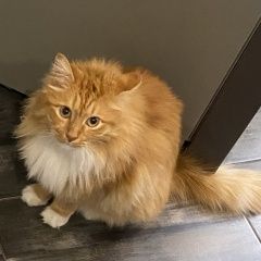 Подробнее об объявлении «Пропала кошка Гурьевск (Калининградская обл.)» Фото: пропала кошка  «Пропала кошка Гурьевск (Калининградская обл.)» в г. Гурьевск (Калининградская обл.)