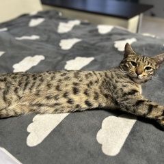 Подробнее об объявлении «Пропала кошка Протвино (Московская обл.)» Фото: пропала кошка Бенгальская кошка «Пропала кошка Протвино (Московская обл.)» в г. Протвино (Московская обл.)