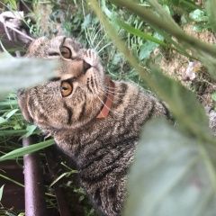 Подробнее об объявлении «Кстово Пропал кот» Фото: пропала кошка  «Кстово Пропал кот» в г. Кстово