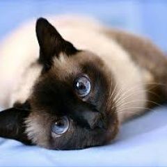 Подробнее об объявлении «Пропал кот Пятигорск» Фото: пропала кошка Сиамская кошка «Пропал кот Пятигорск» в г. Пятигорск