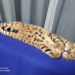 Подробнее об объявлении «Пропала кошка маша Лаишево» Фото: пропала кошка Бенгальская кошка «Пропала кошка маша Лаишево» в г. Лаишево