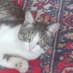 Подробнее об объявлении «Пропала кошка Кинешма» Фото: пропала кошка  «Пропала кошка Кинешма» в г. Кинешма