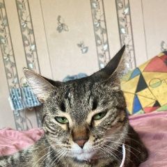 Подробнее об объявлении «Пропала кошка Горячий Ключ» Фото: пропала кошка  «Пропала кошка Горячий Ключ» в г. Горячий Ключ