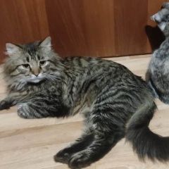 Подробнее об объявлении «Пропал кот Волжский (Волгоградская обл.)» Фото: пропала кошка  «Пропал кот Волжский (Волгоградская обл.)» в г. Волжский (Волгоградская обл.)