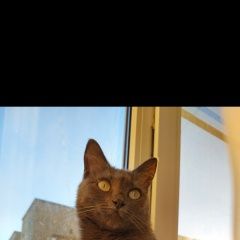 Подробнее об объявлении «Пропала кошка Азов» Фото: пропала кошка  «Пропала кошка Азов» в г. Азов