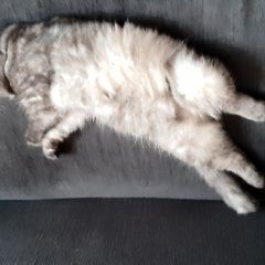 Подробнее об объявлении «Пропал кот тишка. Иглино» Фото: пропала кошка  «Пропал кот тишка. Иглино» в г. Иглино