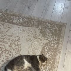 Подробнее об объявлении «Пропал кот кличка смоки Актобе (Актюбинск)» Фото: пропала кошка  «Пропал кот кличка смоки Актобе (Актюбинск)» в г. Актобе (Актюбинск)