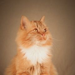 Подробнее об объявлении «Пушкино Пропала кошка» Фото: пропала кошка  «Пушкино Пропала кошка» в г. Пушкино