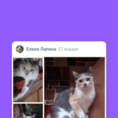 Подробнее об объявлении «Пропала кошка Зеленоград» Фото: пропала кошка  «Пропала кошка Зеленоград» в г. Зеленоград