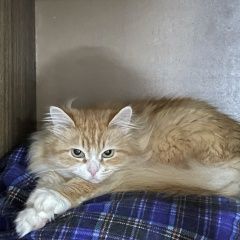 Подробнее об объявлении «Пропала кошка стеша Кирово-Чепецк» Фото: пропала кошка  «Пропала кошка стеша Кирово-Чепецк» в г. Кирово-Чепецк