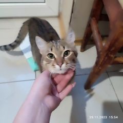 Подробнее об объявлении «Донецк (ДНР) Пропал кот» Фото: пропала кошка  «Донецк (ДНР) Пропал кот» в г. Донецк (ДНР)