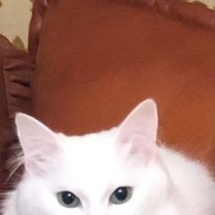 Подробнее об объявлении «Пропала кошка. Дербент» Фото: пропала кошка Турецкая ангора «Пропала кошка. Дербент» в г. Дербент