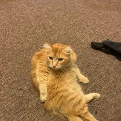 Подробнее об объявлении «Пропал кот в п. рыжий кот Арамиль» Фото: пропала кошка Мейн-кун «Пропал кот в п. рыжий кот Арамиль» в г. Арамиль