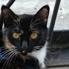 Подробнее об объявлении «Пропала кошка партизанская-амурская-лазо Благовещенск (Амурская обл.)» Фото: пропала кошка  «Пропала кошка партизанская-амурская-лазо...» в г. Благовещенск (Амурская обл.)