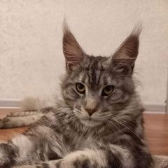 Подробнее об объявлении «Ленинск-Кузнецкий Пропал кот» Фото: пропала кошка Мейн-кун «Ленинск-Кузнецкий Пропал кот» в г. Ленинск-Кузнецкий