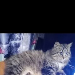 Подробнее об объявлении «Пропал кот сибирец Благовещенск (Амурская обл.)» Фото: пропала кошка Сибирская кошка «Пропал кот сибирец Благовещенск (Амурская обл.)» в г. Благовещенск (Амурская обл.)