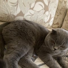 Подробнее об объявлении «Майкоп (Адыгея) Пропал кот» Фото: пропала кошка  «Майкоп (Адыгея) Пропал кот» в г. Майкоп (Адыгея)