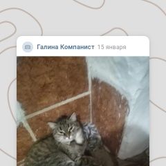 Подробнее об объявлении «Пропала кошка Троицк Челябинская обл.» Фото: пропала кошка  «Пропала кошка Троицк Челябинская обл.» в г. Троицк Челябинская обл.
