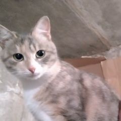 Подробнее об объявлении «Курск Пропала кошка помогите пожалуйста найти» Фото: пропала кошка  «Курск Пропала кошка помогите пожалуйста найти» в г. Курск