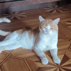 Подробнее об объявлении «Пропал кот Азов» Фото: пропала кошка  «Пропал кот Азов» в г. Азов