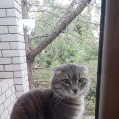 Подробнее об объявлении «Феодосия Пропал кот» Фото: пропала кошка Скоттиш фолд (шотландская вислоухая) «Феодосия Пропал кот» в г. Феодосия