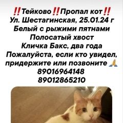 Подробнее об объявлении «Тейково Пропал кот» Фото: пропала кошка  «Тейково Пропал кот» в г. Тейково