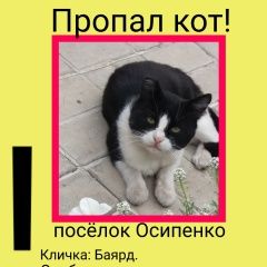 Подробнее об объявлении «Пропал кот баярд Макеевка» Фото: пропала кошка  «Пропал кот баярд Макеевка» в г. Макеевка
