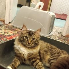 Подробнее об объявлении «Пропал кот Кокошкино» Фото: пропала кошка  «Пропал кот Кокошкино» в г. Кокошкино