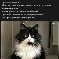 Картинка пропала кошка В городе Москва исчезла кошечка. Москва