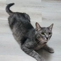 Подробнее об объявлении «Дубна Пропал кот» Фото: пропала кошка Европейская короткошерстная «Дубна Пропал кот» в г. Дубна
