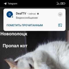 Подробнее об объявлении «Пропала кошка Новополоцк» Фото: пропала кошка  «Пропала кошка Новополоцк» в г. Новополоцк