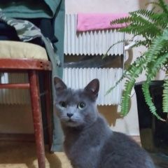 Подробнее об объявлении «Пропал кот Софрино» Фото: пропала кошка  «Пропал кот Софрино» в г. Софрино