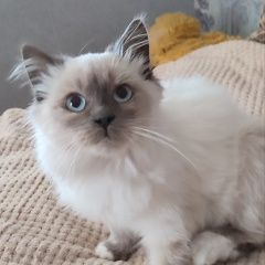 Подробнее об объявлении «Пропала кошка Джанкой» Фото: пропала кошка Сиамская кошка «Пропала кошка Джанкой» в г. Джанкой