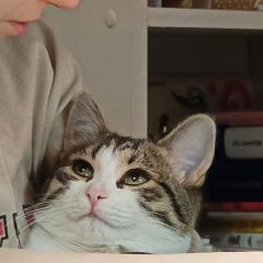 Подробнее об объявлении «Пропала кошка 3 цветный Зеленодольск» Фото: пропала кошка  «Пропала кошка 3 цветный Зеленодольск» в г. Зеленодольск