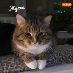 Подробнее об объявлении «Павловский Посад Пропала кошка и 2 кошки одновременно» Фото: пропала кошка  «Павловский Посад Пропала кошка и 2 кошки...» в г. Павловский Посад