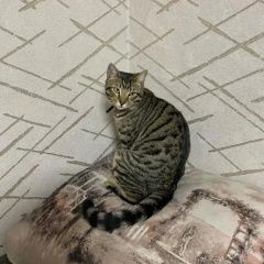 Подробнее об объявлении «Белово Пропал кот» Фото: пропала кошка Бенгальская кошка «Белово Пропал кот» в г. Белово