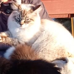 Подробнее об объявлении «Киржач Пропал кот деревня тельвяково владимирская область» Фото: пропала кошка  «Киржач Пропал кот деревня тельвяково...» в г. Киржач