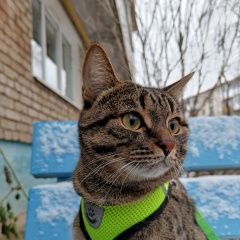 Подробнее об объявлении «Пропал кот Краснокамск» Фото: пропала кошка  «Пропал кот Краснокамск» в г. Краснокамск
