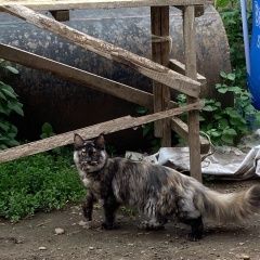 Подробнее об объявлении «Пропала кошка Бирск» Фото: пропала кошка Мейн-кун «Пропала кошка Бирск» в г. Бирск