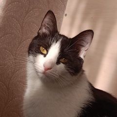 Подробнее об объявлении «Пропала кошка Железнодорожный (Московск.)» Фото: пропала кошка  «Пропала кошка Железнодорожный (Московск.)» в г. Железнодорожный (Московск.)