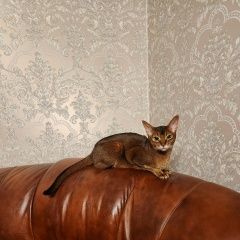 Подробнее об объявлении «Адлер Пропала кошка абиссинская кошка» Фото: пропала кошка Абиссинская кошка «Адлер Пропала кошка абиссинская кошка» в г. Адлер