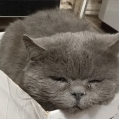 Подробнее об объявлении «Таганрог Пропала кошка кот британский 6 лет.» Фото: пропала кошка Британская короткошерстная кошка «Таганрог Пропала кошка кот британский 6 лет.» в г. Таганрог
