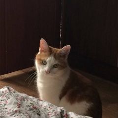 Подробнее об объявлении «Луга Пропал кот шурик» Фото: пропала кошка  «Луга Пропал кот шурик» в г. Луга